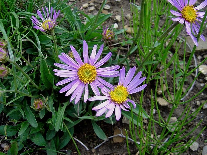 Aster alpinus / Astro alpino